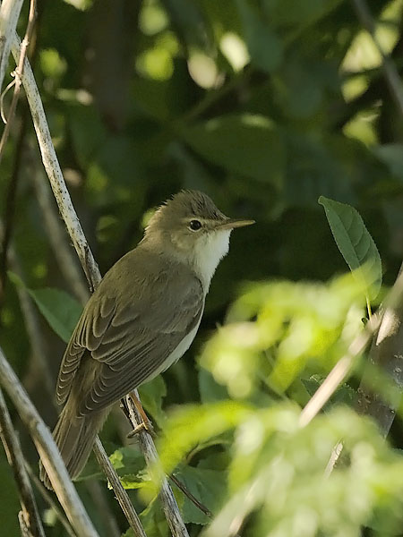 Luhtakerttunen, Marsh Warbler, Acrocephalus palustris